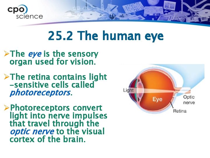 25. 2 The human eye ØThe eye is the sensory organ used for vision.