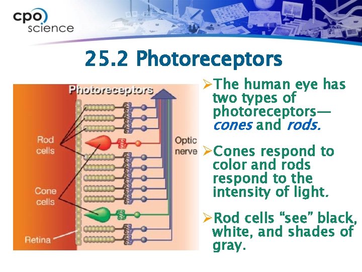 25. 2 Photoreceptors ØThe human eye has two types of photoreceptors— cones and rods.