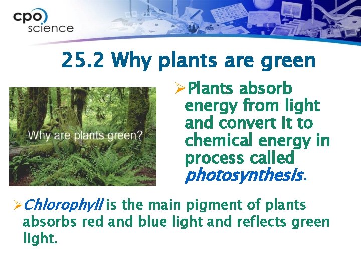 25. 2 Why plants are green ØPlants absorb energy from light and convert it