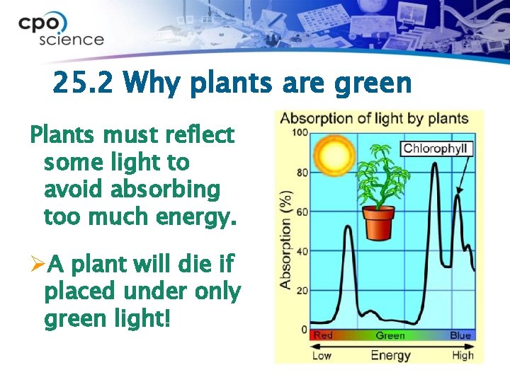 25. 2 Why plants are green Plants must reflect some light to avoid absorbing