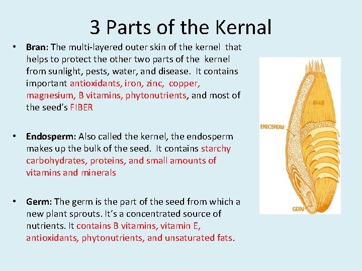 3 Parts of the Kernal • Bran: The multi-layered outer skin of the kernel