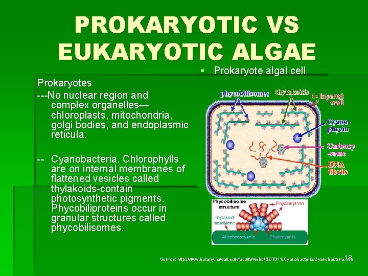 PROKARYOTIC VS EUKARYOTIC ALGAE § Prokaryote algal cell Prokaryotes ---No nuclear region and complex