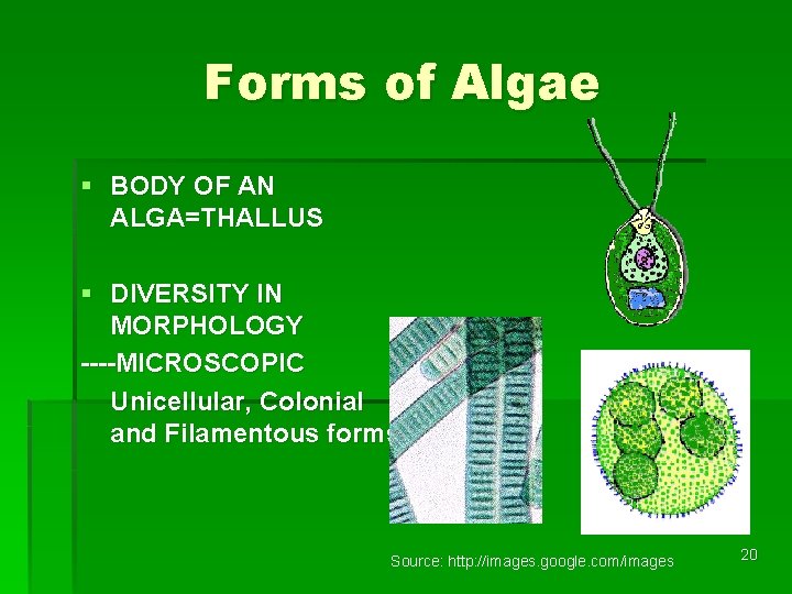 Forms of Algae § BODY OF AN ALGA=THALLUS § DIVERSITY IN MORPHOLOGY ----MICROSCOPIC Unicellular,