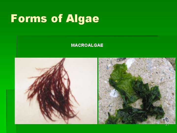 Forms of Algae MACROALGAE 21 