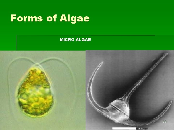 Forms of Algae MICRO ALGAE 22 