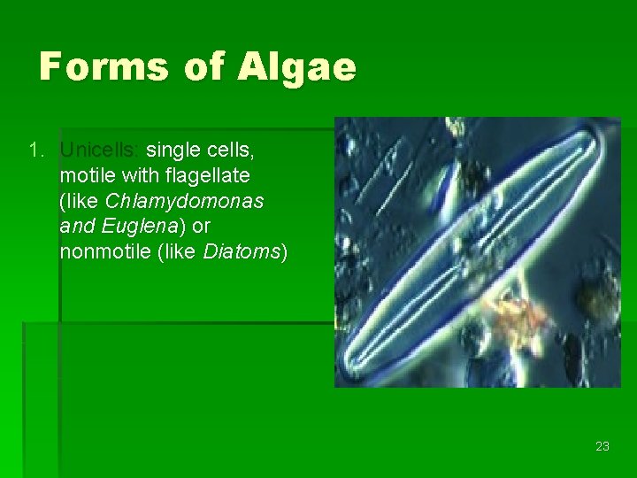 Forms of Algae 1. Unicells: single cells, motile with flagellate (like Chlamydomonas and Euglena)