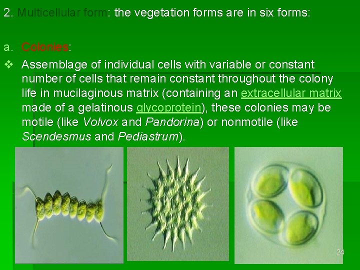 2. Multicellular form: the vegetation forms are in six forms: a. Colonies: v Assemblage