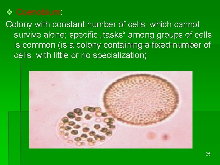 v Coenobium: Colony with constant number of cells, which cannot survive alone; specific „tasks“