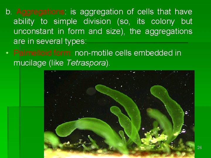 b. Aggregations: is aggregation of cells that have ability to simple division (so, its
