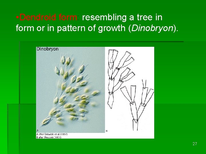  • Dendroid form: resembling a tree in form or in pattern of growth