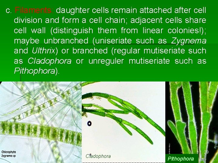 c. Filaments: daughter cells remain attached after cell division and form a cell chain;