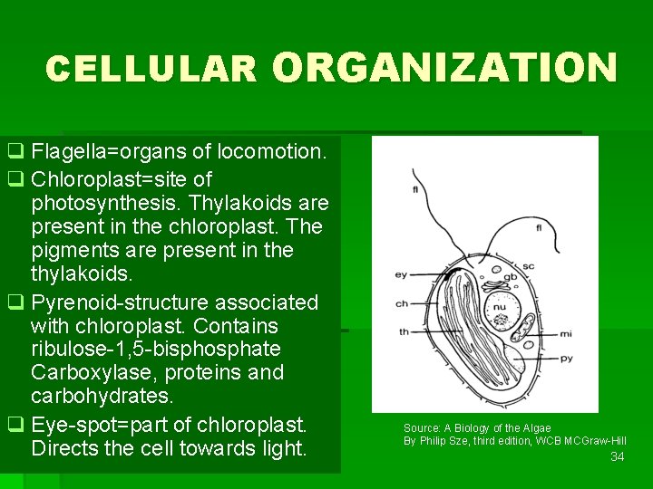 CELLULAR ORGANIZATION q Flagella=organs of locomotion. q Chloroplast=site of photosynthesis. Thylakoids are present in