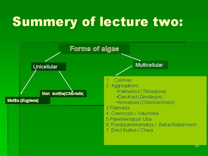 Summery of lecture two: Forms of algae Unicellular Non motile(Chlorella) Motile (Euglena) Multicellular 1.