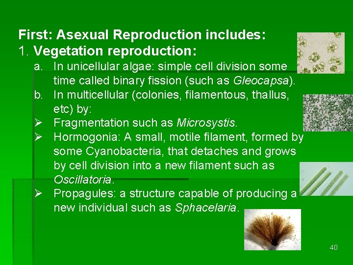 First: Asexual Reproduction includes: 1. Vegetation reproduction: a. In unicellular algae: simple cell division