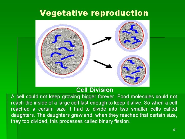 Vegetative reproduction Cell Division A cell could not keep growing bigger forever. Food molecules