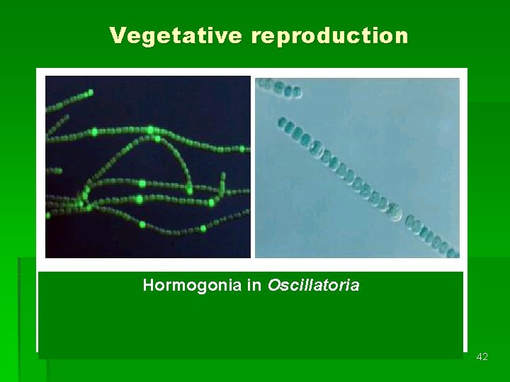 Vegetative reproduction Hormogonia in Oscillatoria 42 