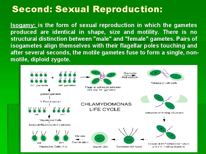Second: Sexual Reproduction: Isogamy: is the form of sexual reproduction in which the gametes