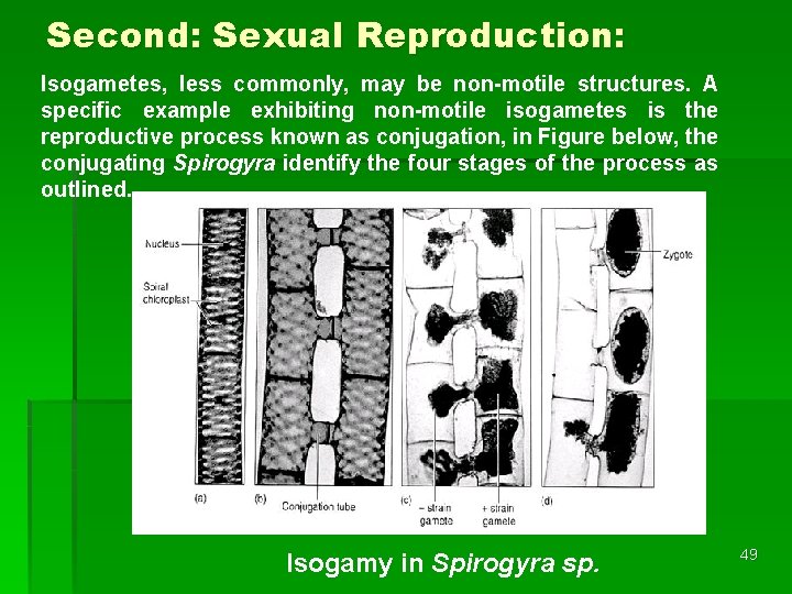 Second: Sexual Reproduction: Isogametes, less commonly, may be non-motile structures. A specific example exhibiting