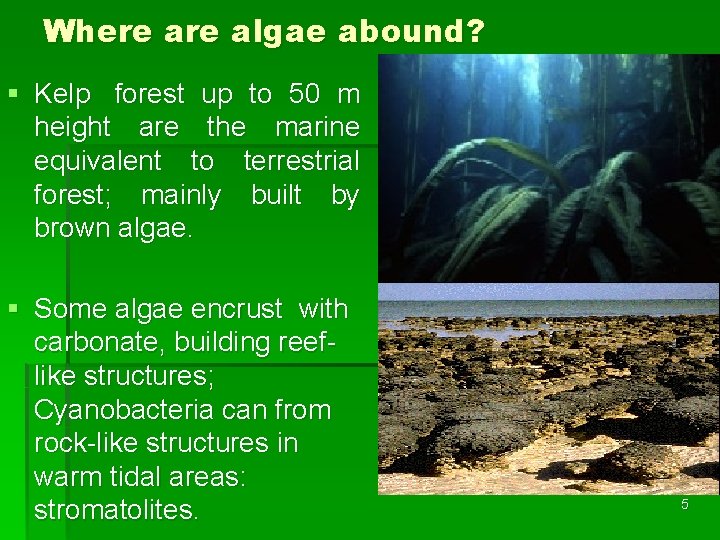 Where algae abound? § Kelp forest up to 50 m height are the marine