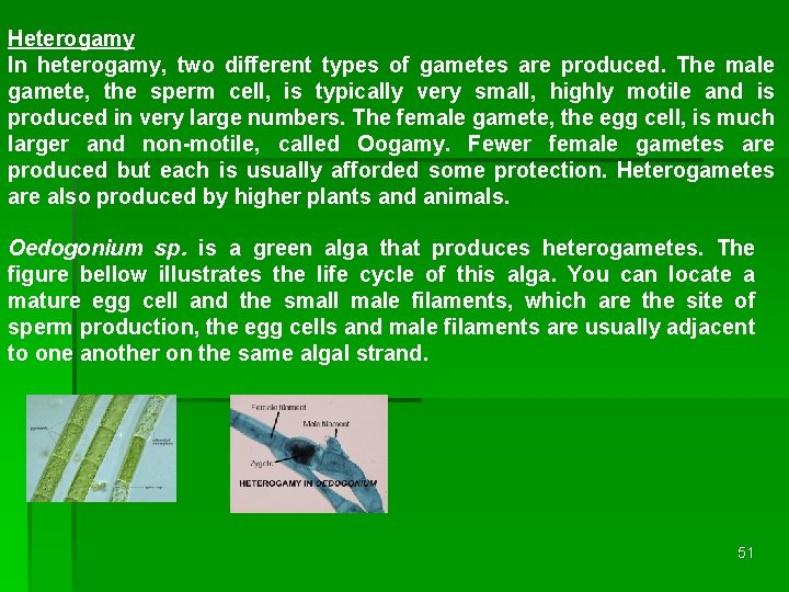 Heterogamy In heterogamy, two different types of gametes are produced. The male gamete, the