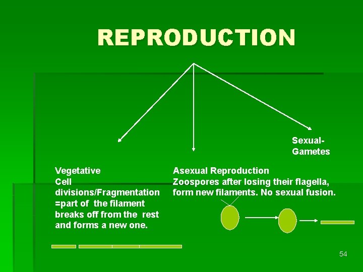 REPRODUCTION Sexual. Gametes Vegetative Cell divisions/Fragmentation =part of the filament breaks off from the