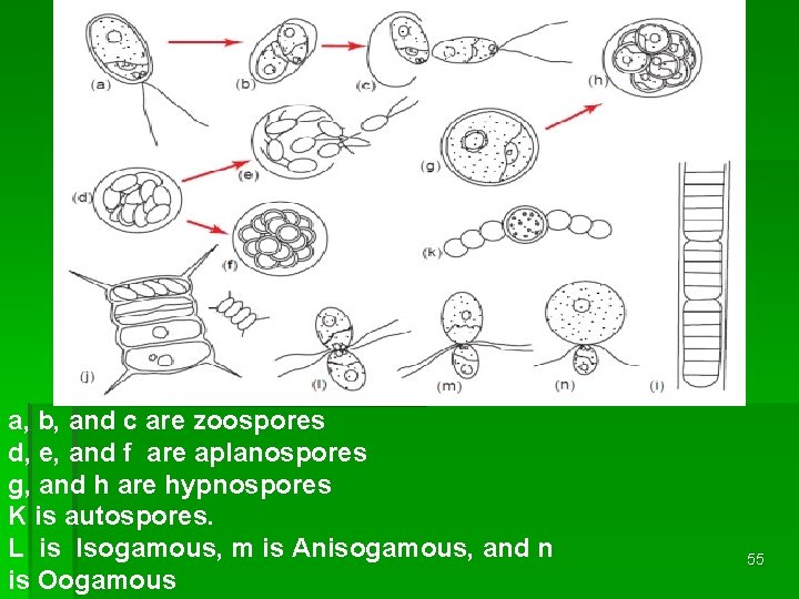 a, b, and c are zoospores d, e, and f are aplanospores g, and