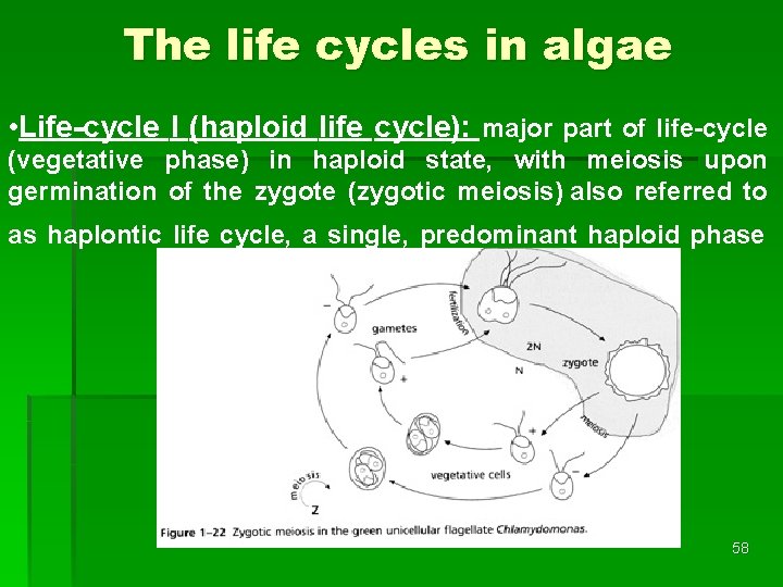 The life cycles in algae • Life-cycle I (haploid life cycle): major part of