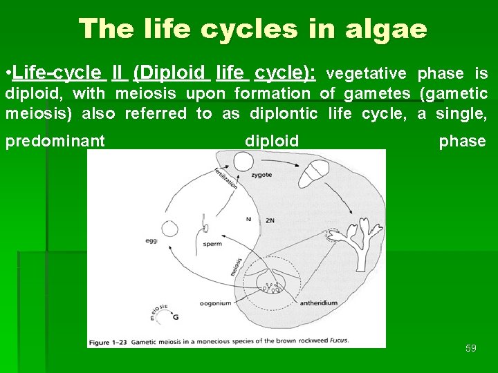 The life cycles in algae • Life-cycle II (Diploid life cycle): vegetative phase is