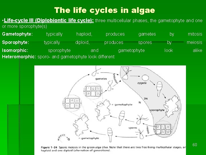 The life cycles in algae • Life-cycle III (Diplobiontic life cycle): three multicellular phases,