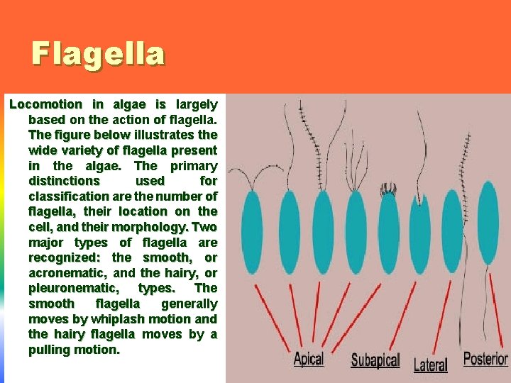 Flagella Locomotion in algae is largely based on the action of flagella. The figure
