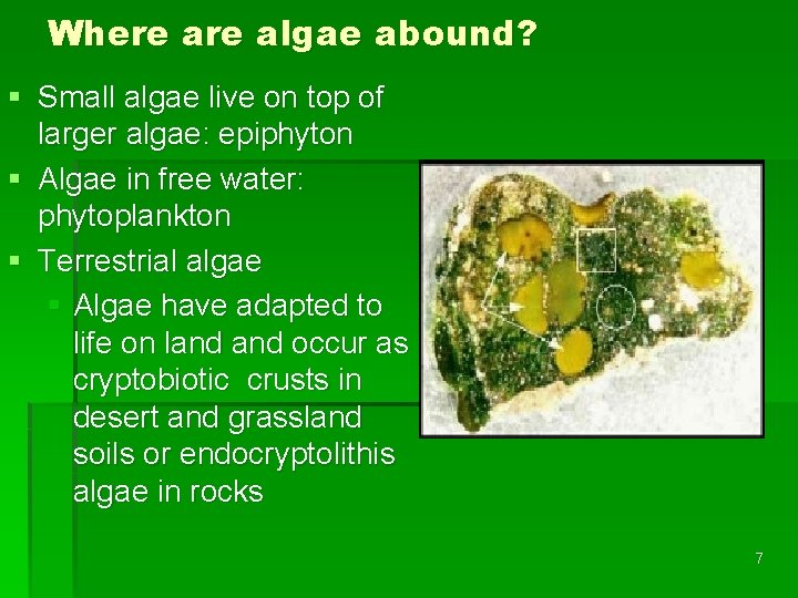 Where algae abound? § Small algae live on top of larger algae: epiphyton §