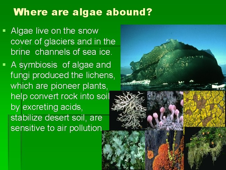 Where algae abound? § Algae live on the snow cover of glaciers and in