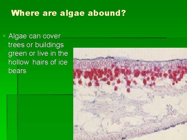 Where algae abound? § Algae can cover trees or buildings green or live in