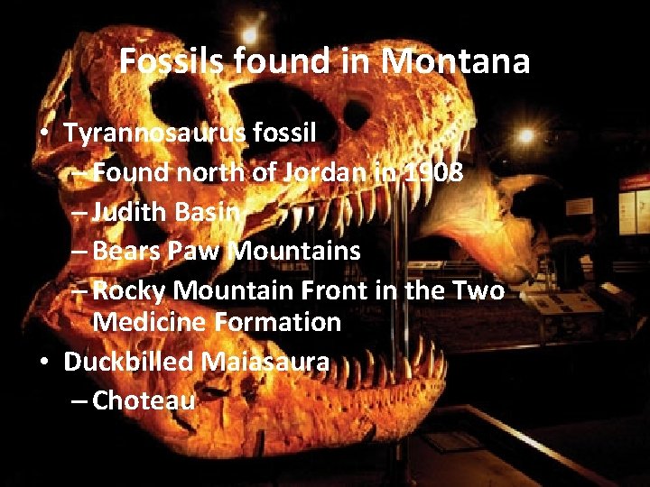 Fossils found in Montana • Tyrannosaurus fossil – Found north of Jordan in 1908