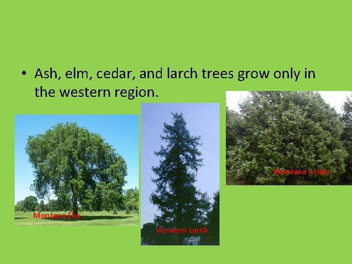  • Ash, elm, cedar, and larch trees grow only in the western region.