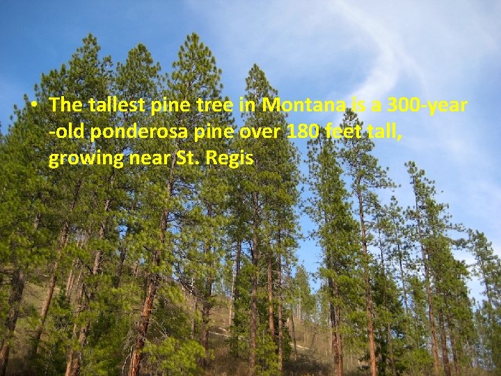  • The tallest pine tree in Montana is a 300 -year -old ponderosa