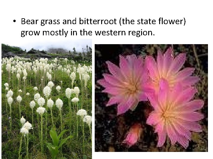  • Bear grass and bitterroot (the state flower) grow mostly in the western