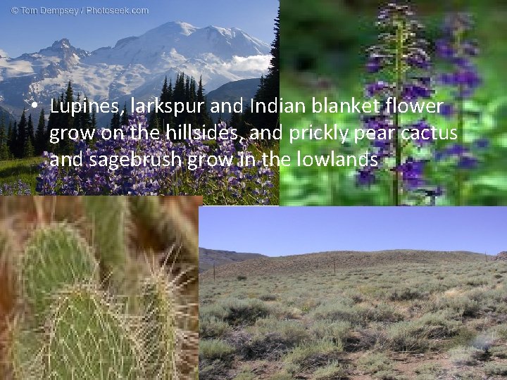  • Lupines, larkspur and Indian blanket flower grow on the hillsides, and prickly