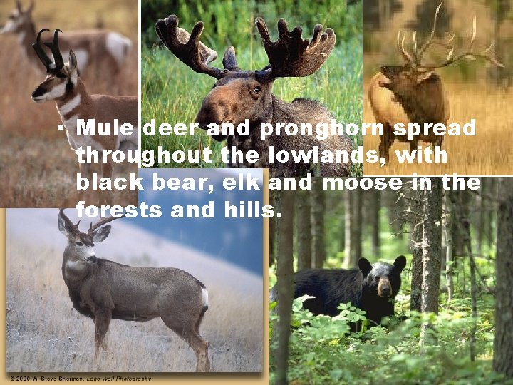  • Mule deer and pronghorn spread throughout the lowlands, with black bear, elk
