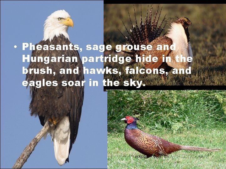  • Pheasants, sage grouse and Hungarian partridge hide in the brush, and hawks,