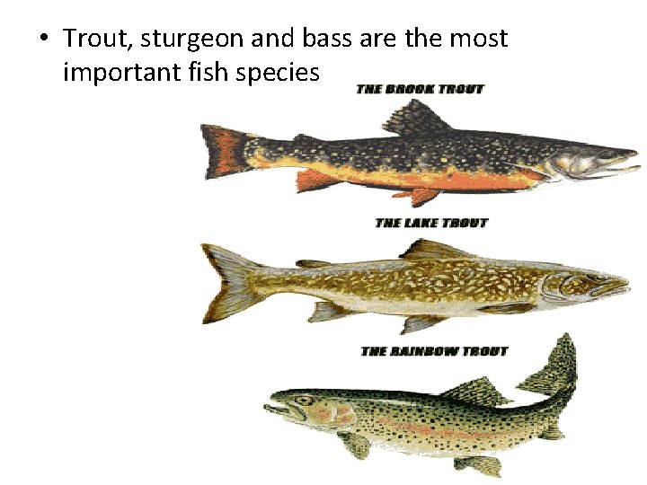  • Trout, sturgeon and bass are the most important fish species 