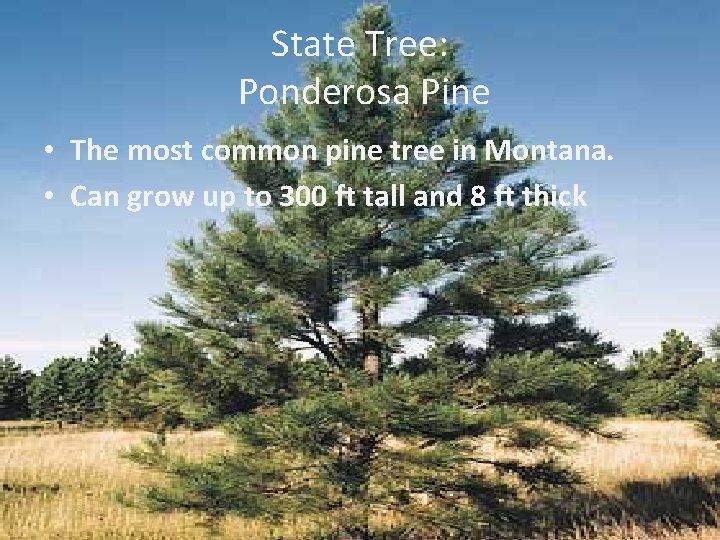 State Tree: Ponderosa Pine • The most common pine tree in Montana. • Can