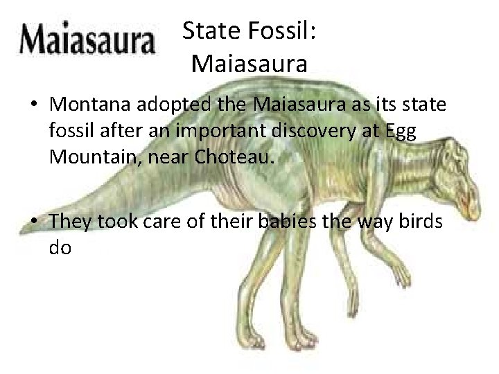 State Fossil: Maiasaura • Montana adopted the Maiasaura as its state fossil after an