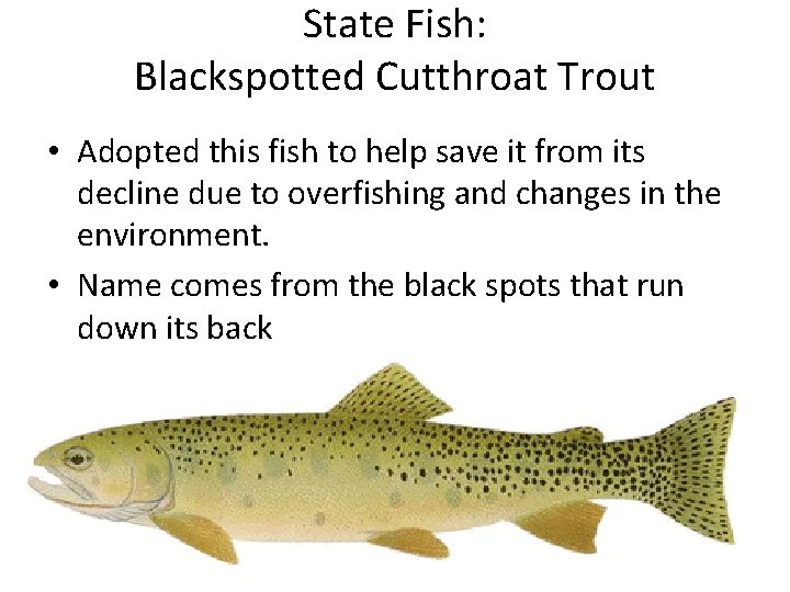 State Fish: Blackspotted Cutthroat Trout • Adopted this fish to help save it from