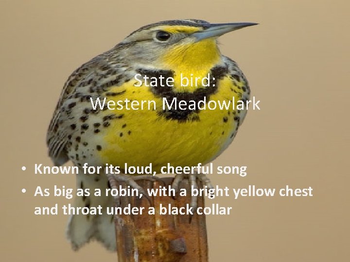 State bird: Western Meadowlark • Known for its loud, cheerful song • As big