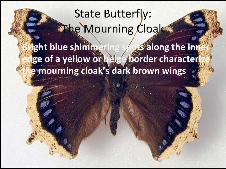 State Butterfly: The Mourning Cloak • Bright blue shimmering spots along the inner edge