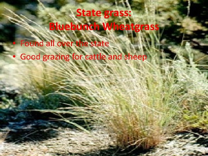 State grass: Bluebunch Wheatgrass • Found all over the state • Good grazing for