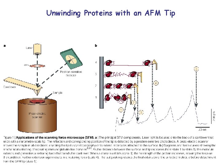 Unwinding Proteins with an AFM Tip 