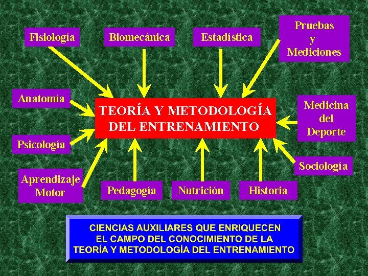Fisiología Anatomía Biomecánica Estadística Pruebas y Mediciones TEORÍA Y METODOLOGÍA DEL ENTRENAMIENTO Medicina del