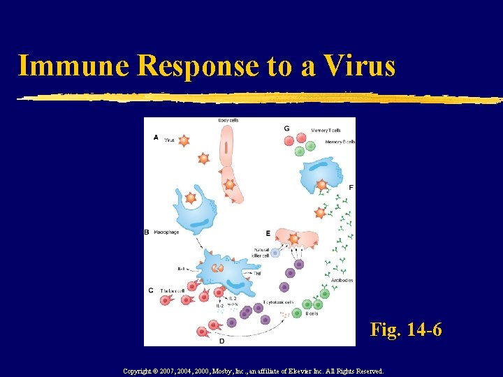 Immune Response to a Virus Fig. 14 -6 Copyright © 2007, 2004, 2000, Mosby,